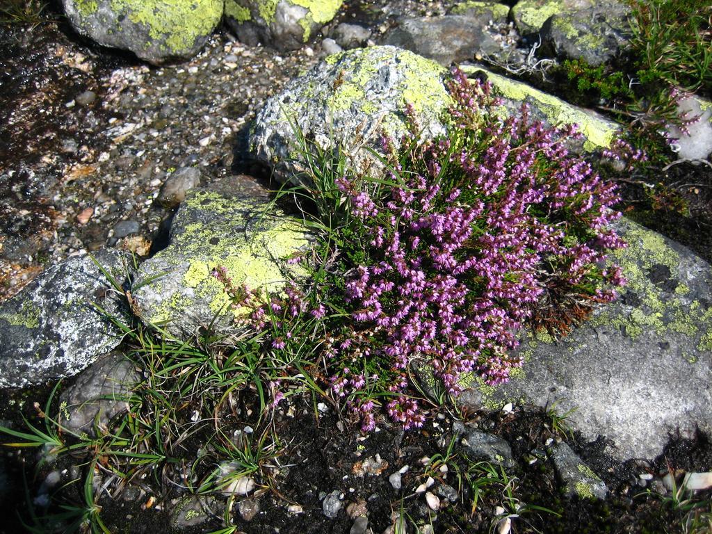 Norefjell - Storhytte Med Jacuzzi Og Fantastisk Beliggenhet Noresund Zewnętrze zdjęcie